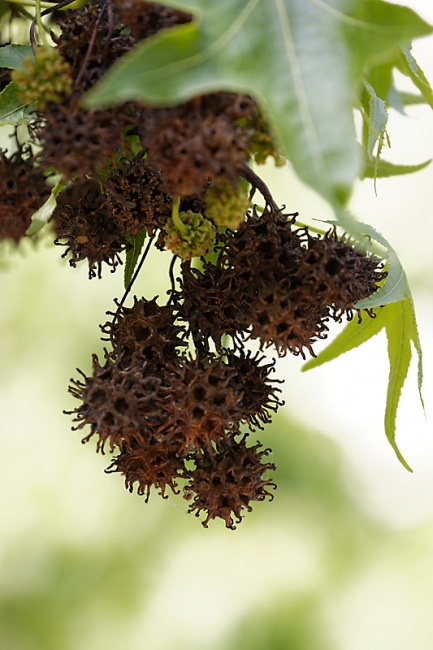 Jardin des Impressionnistes-MAI14-008